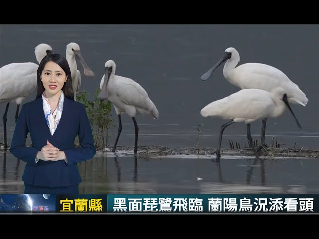 影音∕這裡有鳥事∕嬌客飛臨 黑琵再為蘭陽添鳥趣