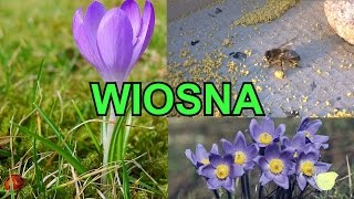 Film przedstawia zmiany zachodzące w przyrodzie wraz z nadejściem wiosny. Jakie ptaki przylatują do