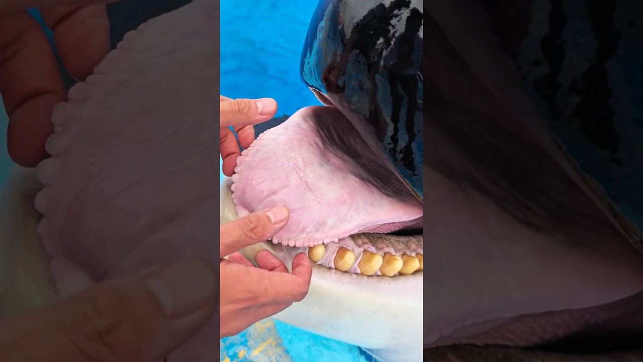 Feeding A KILLER WHALE is the best Job in the World? #facts #orca