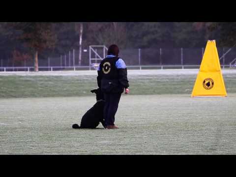 NIK 2016 Bea de Vree Cobra van de Amorhoeve Obedience 78 P