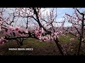 Burst of pink peach blossom welcomes northern Greece into spring - 01:01 min - News - Video
