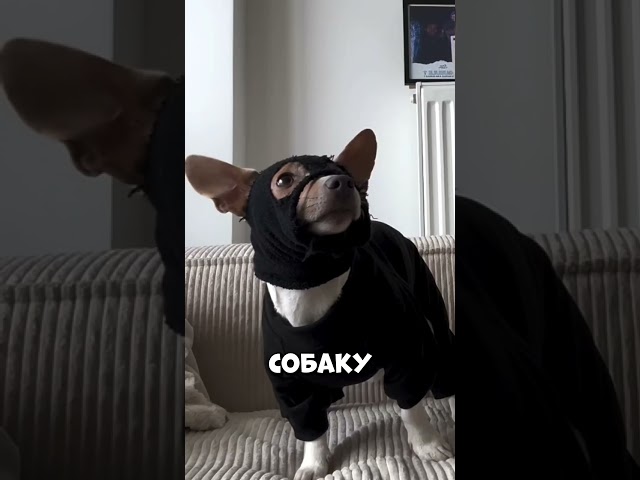 Собака пошла на тайное задание ради мяча #shorts
