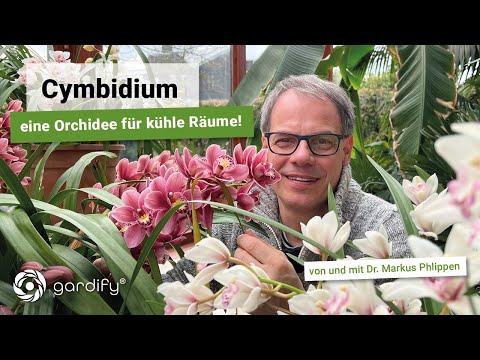 Cymbidium - An orchid for cool rooms! Boat orchid, orchid, winter garden | gardify tips