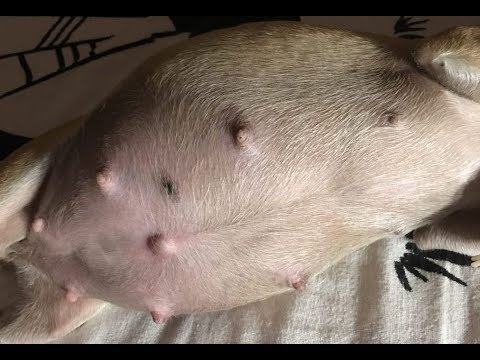CHIHUAHUA GIVING BIRTH (TO 7 PUPPIES!)