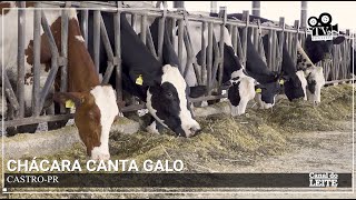 Chácara Canta Galo - Referência em Genética e Longevidade na criação de Gado Holandês - TV Holstein