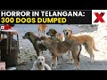 Stray Dog Massacre LIVE | 300 Dogs Dead in One Village, Telangana Sees Massive Outrage