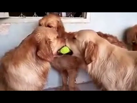animals love each other 