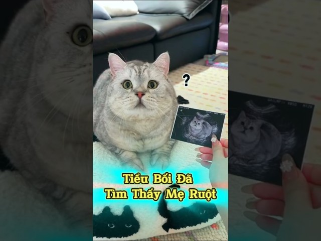 Tiểu Bối Đã Tìm Thấy Mẹ Ruột🐾❤️ #thúcưng #vậtnuôi #chómèohàihước #funny #meohera