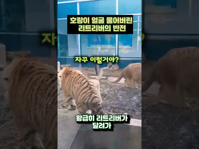 호랑이 얼굴 사정없이 물어버린 리트리버의 반전 결말