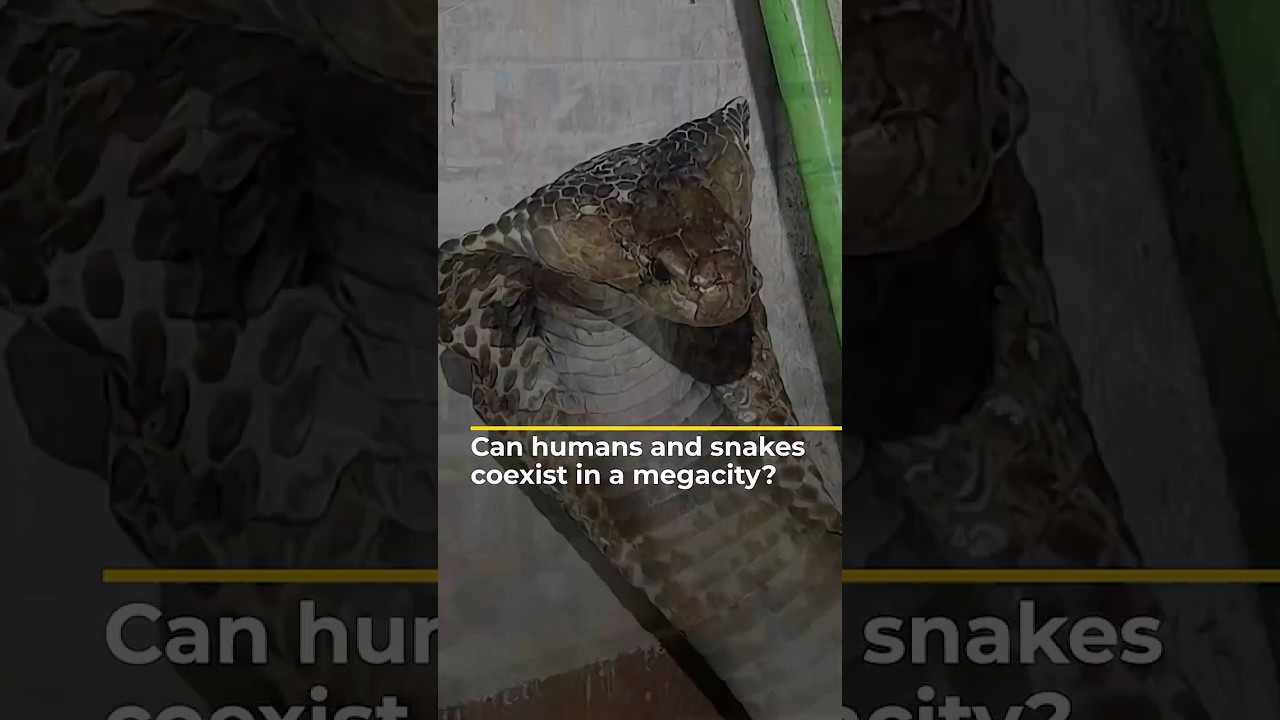 Can humans and snakes coexist in a megacity in India? | 101 East shorts