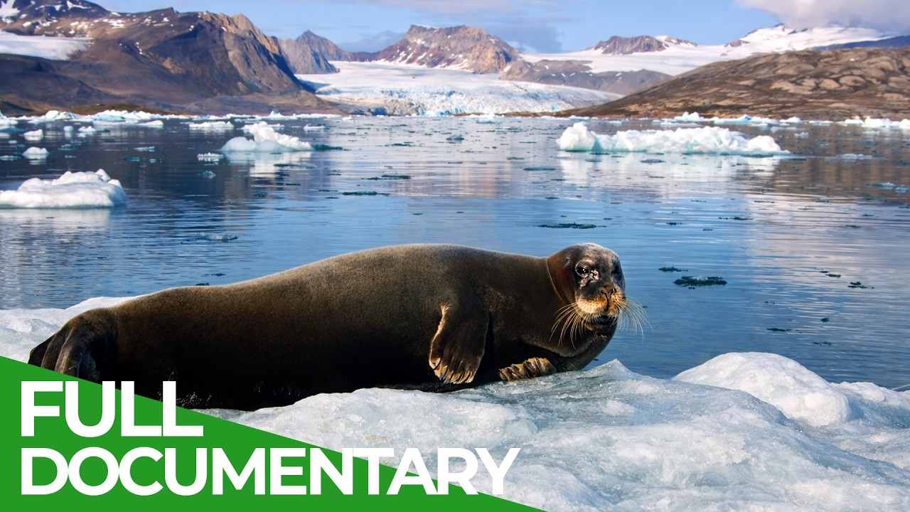 Cold Coasts: Life on the Arctic Edge | Free Documentary Nature