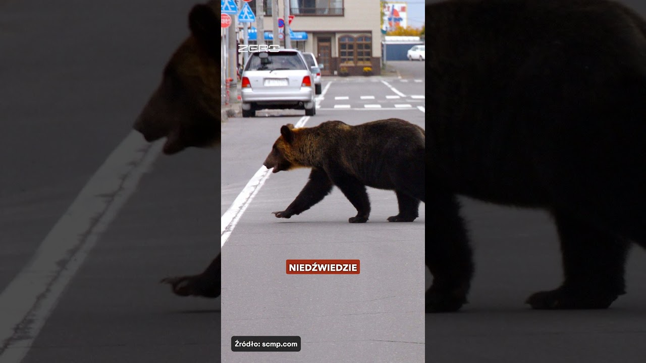 JAPONIA WYSYŁA WOJSKO DO WALKI Z ... NIEDŹWIEDZIAMI