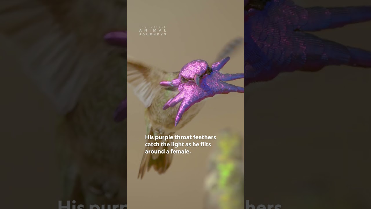 Tiny bird, big moves 🐦✨ Will this hummingbird woo a mate? #IncredibleAnimalJourneys