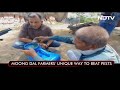 In Madhya Pradesh, Farmers Dose Crops With Country Liquor  - 03:25 min - News - Video
