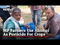 In Madhya Pradesh, Farmers Dose Crops With Country Liquor