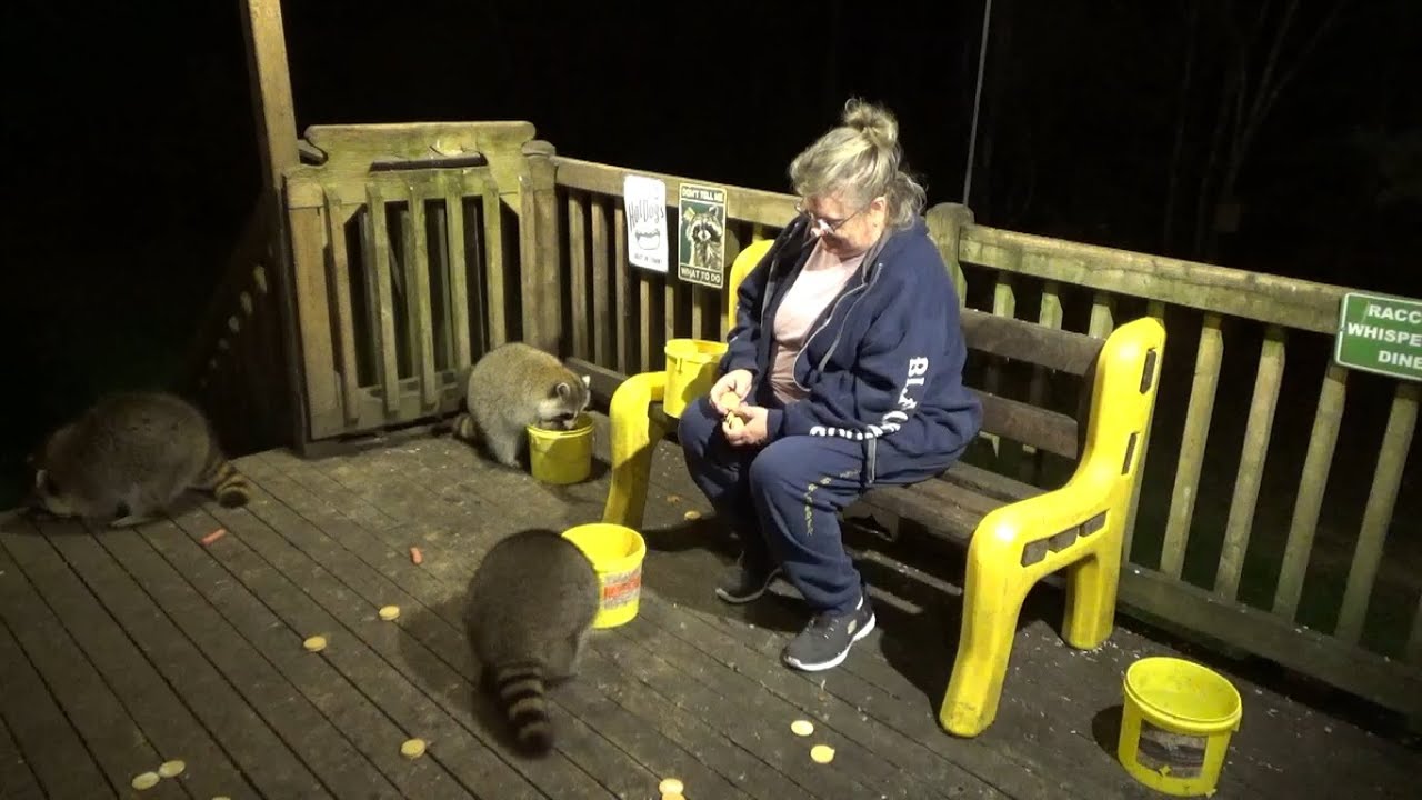 Friday Raccoon Diner