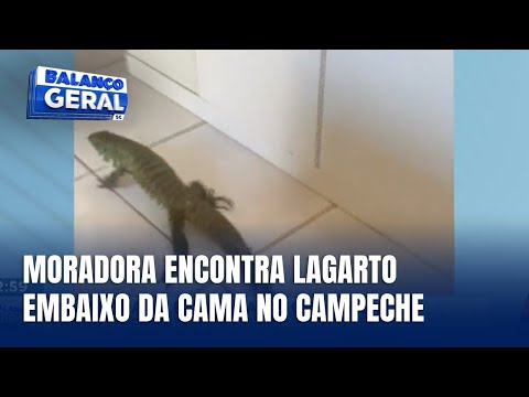 Lagarto invade residência no Campeche e passeia pelos cômodos