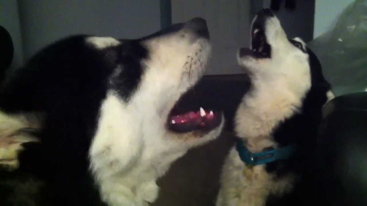 Delta the singing Husky - Howling Huskies - YouTube