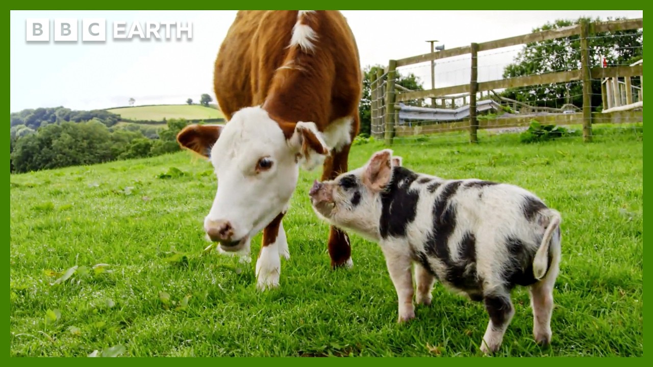 This Unlikely Animal Friendship Will Melt Your Heart ❤️ | Secret Life of Farm Animals | BBC Earth
