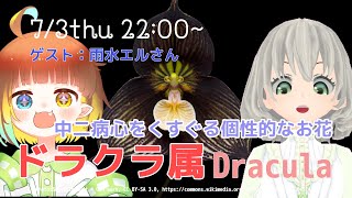 【モカイギ】ドラクラ属について語ろう ゲスト：雨水エルさん ／花白もか【Vtuber】
