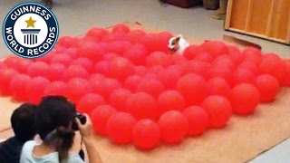 狗狗在30秒內咬破很多很多顆氣球