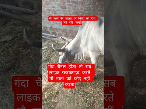 गौ माता की हालत पर किसी को दया क्यों नहीं आरही #13million #cow #motivation #100millon #gaumata