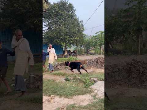 🚨Rottwieler Max Attacks the public 😱Shocking Real Incident #rottweiler #DogAttack #RottwielerMax