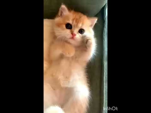 Cute Kitten