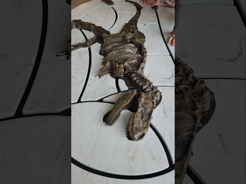 Dinosaur bone puzzle at drumheller AB #dinosaurbones