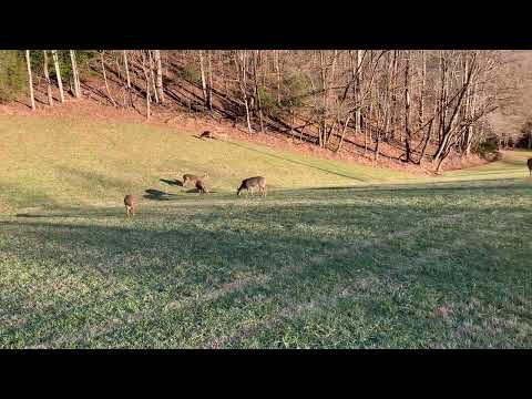 Property video