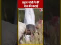 Chhattisgarh Election: Rahul Gandhi ने की धान की कटाई #shorts  #shortsvideo #viralvideo #aajtak