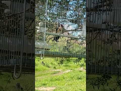 صدای سهره #music #پرنده #birds #birdsong #birdingparadise #سهرة #birdsounds #اكسبلور #طيور #سهره