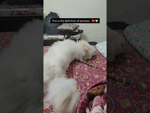 #lazy #chowchow #pyaar #cute 😚💞