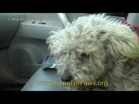 Hope For Paws test 2