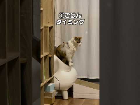 猫の動画サムネイル - 「猫がルンコするタイミング３選」猫あるあるソング