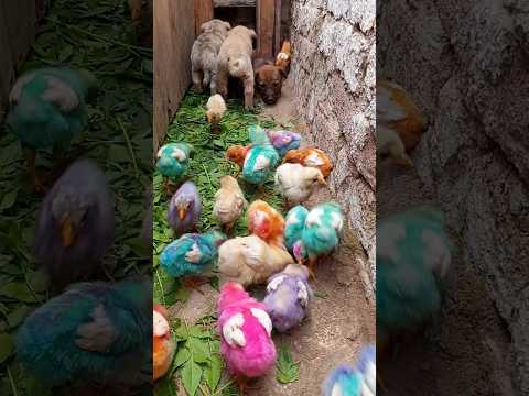 Wow Lovely Funny Hen Chicks videos | Videos of Cute Chickens | murgi ke chote chote chuja #shorts