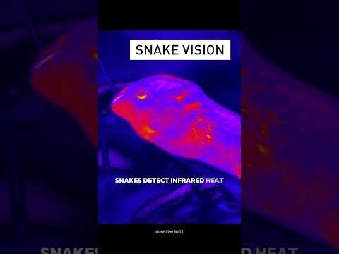 How Animals See the World Will Shock You 😱 #shorts #animalvision