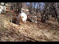 goats saanen-Bulgaria-ferma elit