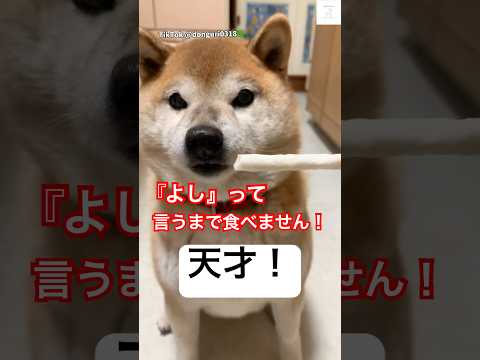 犬の動画サムネイル - 賢い‼️ 『よし』まで絶対に食べない柴犬👏　#柴犬　#犬　#賢い #犬のいる暮らし #柴犬のいる暮らし