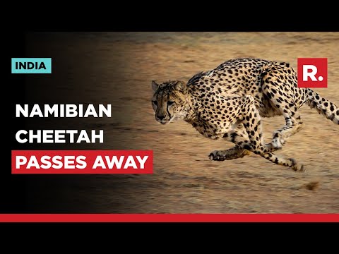 Female Cheetah Sasha passes away at Kuno National Park