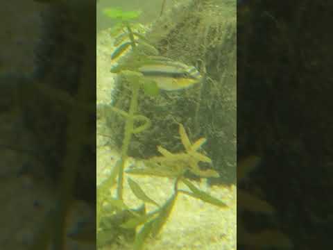 pelvicachromis pulcher babies 