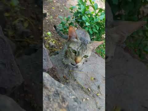 cat running 🎽❤️.       #catvideosforkids #cute #catvideos #catlovers #catvideobrainrot