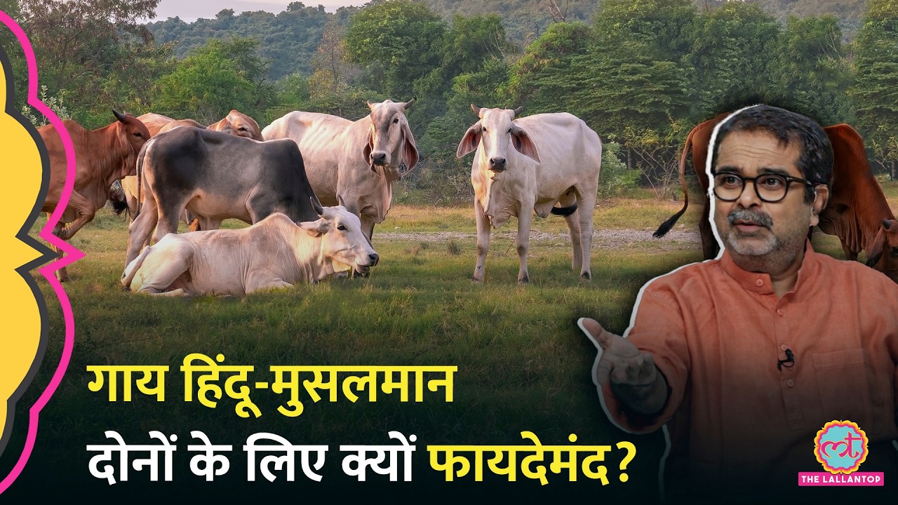 गाय पूरे India के लिए क्यों जरूरी है? Avadh Ojha ने समझाया | History