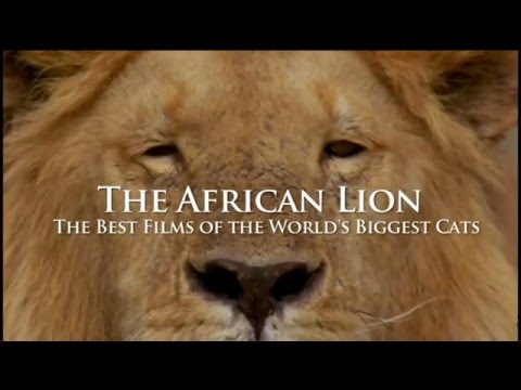 The African Lion'