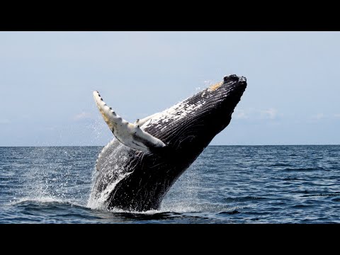 Hosszúszárnyú bálnák Zanzibár partjainál - Humpback whales off the coast of Zanzibar