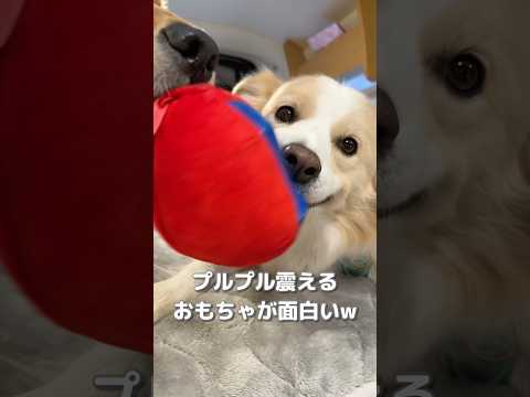 おもちゃと一緒にプルプル震える犬が可愛すぎるww【ボーダーコリー•ゴールデンレトリバー】#shorts