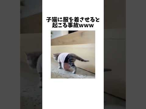 猫の動画サムネイル - 子猫に服を着させてはいけない可愛すぎる理由