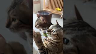 猫草が大好きなヒョウ柄猫【ベンガル猫】