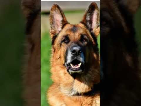 #pitbull #americanbully #omletarcade #dogbreed #mrcrazy