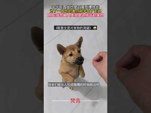 中華田園犬也是可愛到爆炸的 為了一口吃的差點就學會了走路 #狗狗 #可愛 #意外 #有趣 #dog #cute #amazing #funny #shorts サムネイル